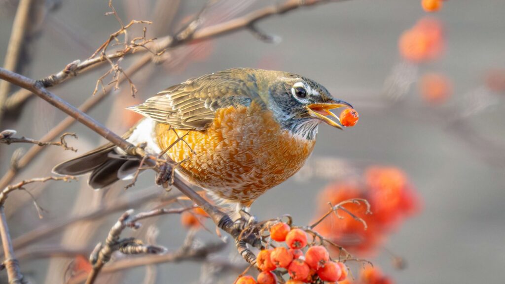 Braving the Cold: How Birds Survive Minnesota Winters