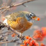 Braving the Cold: How Birds Survive Minnesota Winters
