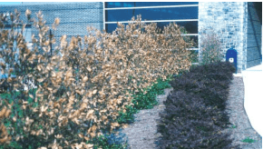 Winterizing Your Trees: The Bartlett Tree Research Laboratories