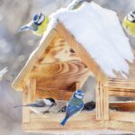 Winter Nutrition for the Birds