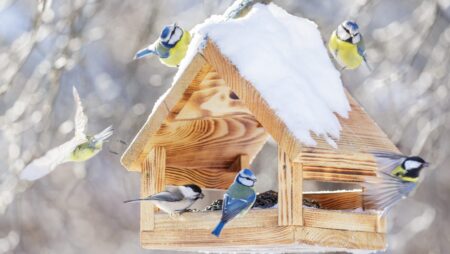 Group of little birds feeding on bird feeder with sunflower seeds on winter background. Great tit, blue tit, chickadee