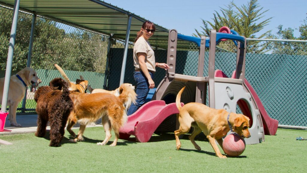 Why You Should Use Dog Daycare or Boarding for Your Dog