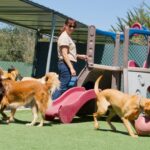 Benefits of Dog Daycare in the Winter Months
