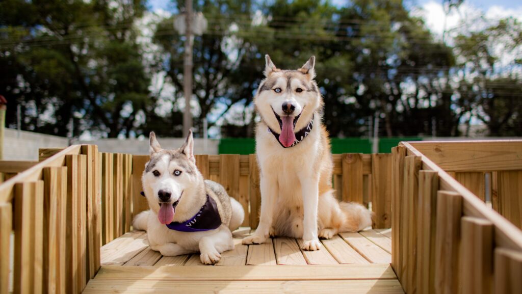 Is Doggie Daycare Right for Your Dog?