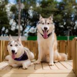 Why Dog Daycare Is Great for Your Dog’s Social Life