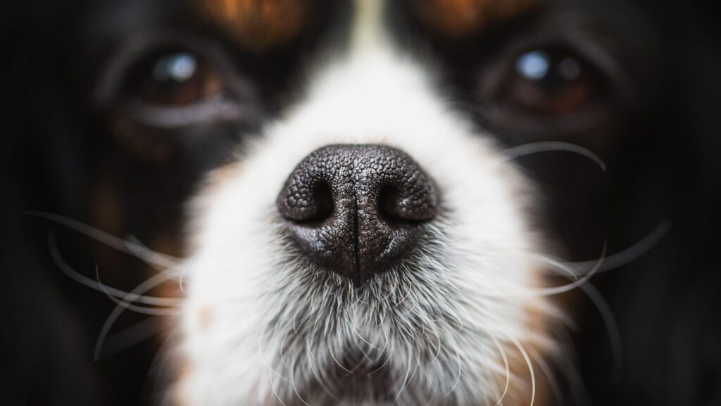 Fixing Upper Airway Defects