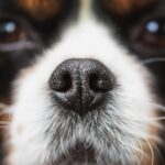 Fixing Upper Airway Defects