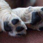 Dr. Tanya Paukner Joins Hudson Highlands Veterinary Medical Group