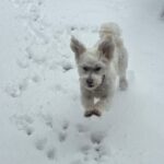 Winter Safety Tips for Pet Owners from Mary Puppins LLC