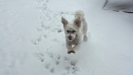 mary puppins llc dog running in snow