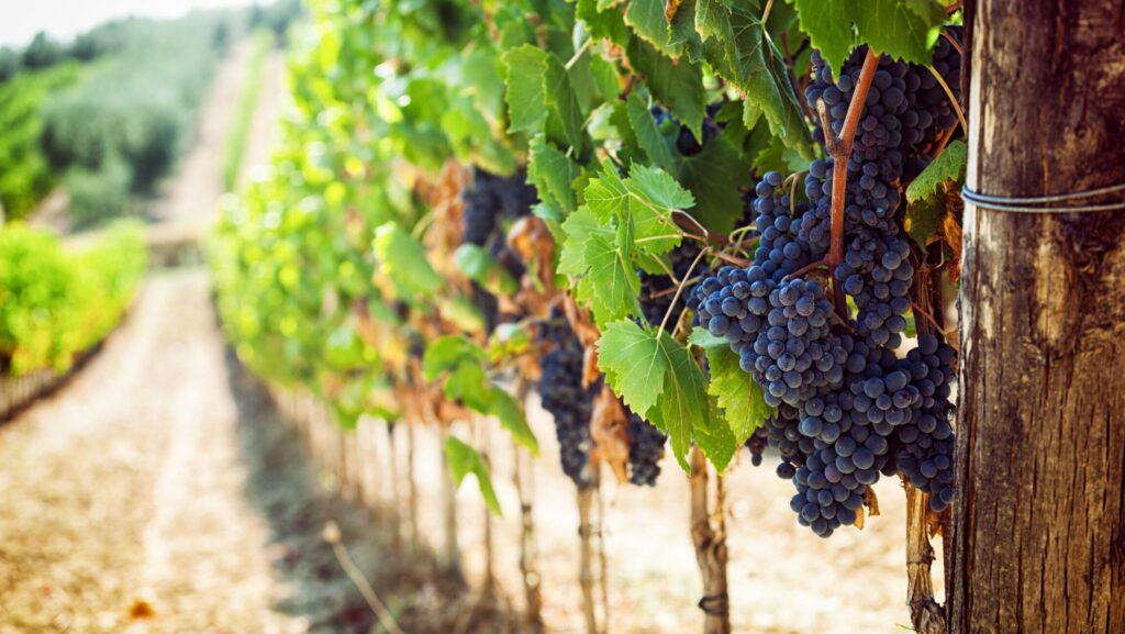 A Tourist in (Chilean) Wine Country