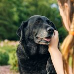 Senior Dog Dementia: What to Watch For and How to Help