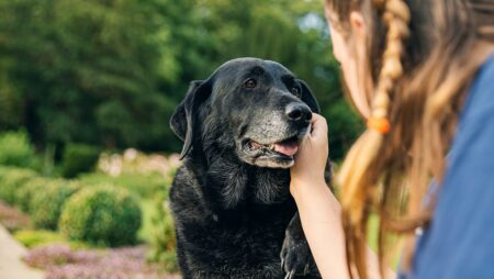 Girl with her senior black labrador