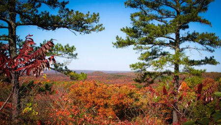 A view of the southwestern missouri ozarks through two pine trees