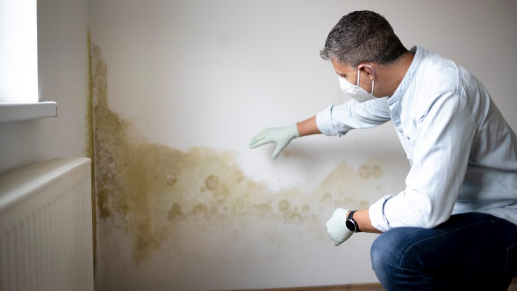 Why Florida’s Climate Makes Mold a Big Problem