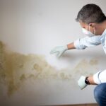 Why Florida’s Climate Makes Mold a Big Problem