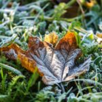 What the Cold Snap Taught Us About Our Plants