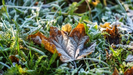Frosted green grass and yellow leaf in the garden - natural winter background