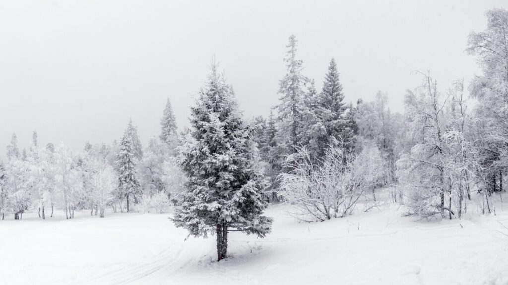 Keeping Camas trees strong through winter