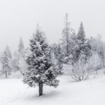 Keeping Camas trees strong through winter