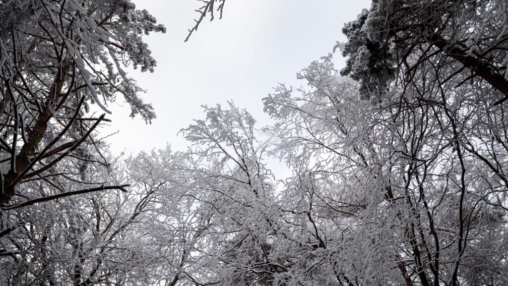 Winter Oak Care: The Hill Country Homeowner’s Guide to a Healthy, Beautiful Tree Canopy