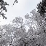 Winter Oak Care: The Hill Country Homeowner’s Guide to a Healthy, Beautiful Tree Canopy