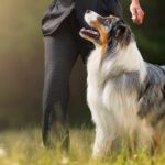 Alpha One Canine Academy: Why Waiting for ‘Problems’ Is the Biggest Training Mistake Dog Owners Make