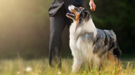 Australian Shepherd standing by owner dog training
