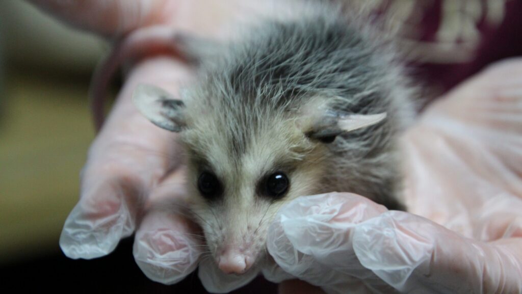 Baby Season Is Almost Here