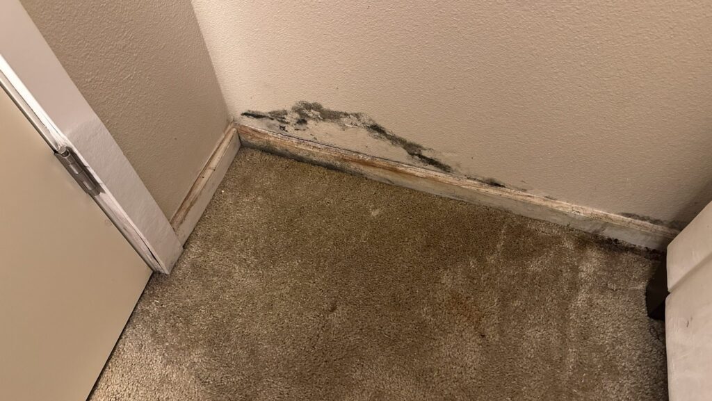 The Early Signs of Water Damage – and Why Ignoring Them Can Cost You Dearly