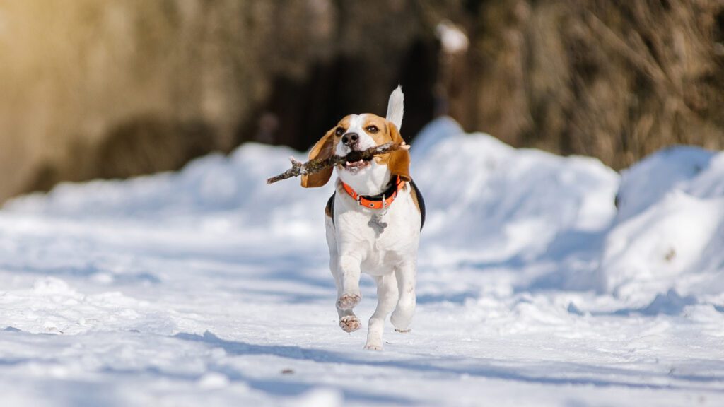 Winter Pet Safety Tips Every Dog Owner Should Know