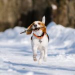 Winter Pet Safety Tips Every Dog Owner Should Know