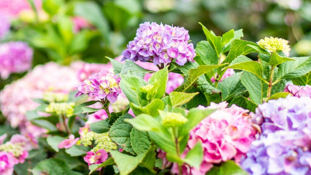 Winter’s Clues, Spring’s Promise: How to Nourish Your Garden the Right Way