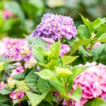Winter’s Clues, Spring’s Promise: How to Nourish Your Garden the Right Way