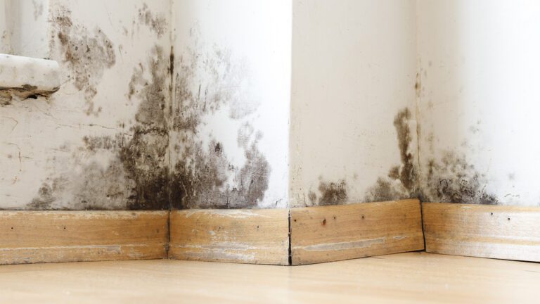 August in the Hamptons: Why Mold Prevention Should Be Every Homeowner’s Priority