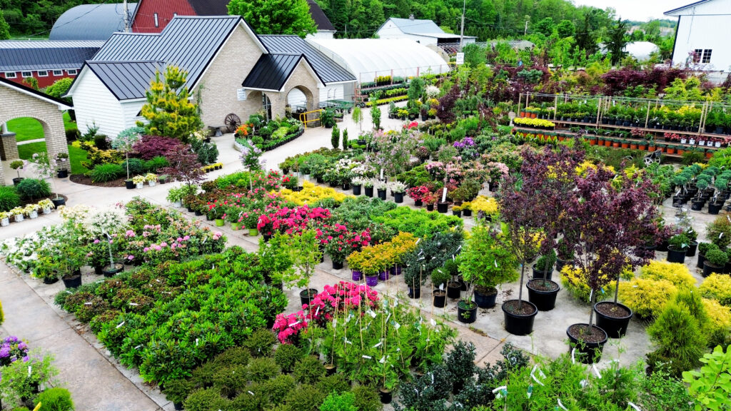 How Bloomfield Nursery Came To Be