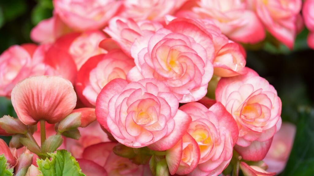 Spring Annual Planting Guide