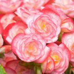 Spring Annual Planting Guide