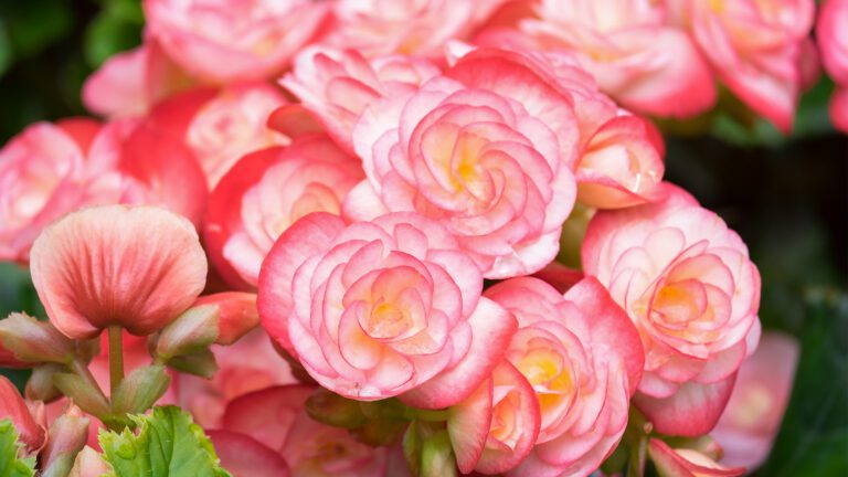 Mother’s Day and Grief: Finding Meaning in the Memories