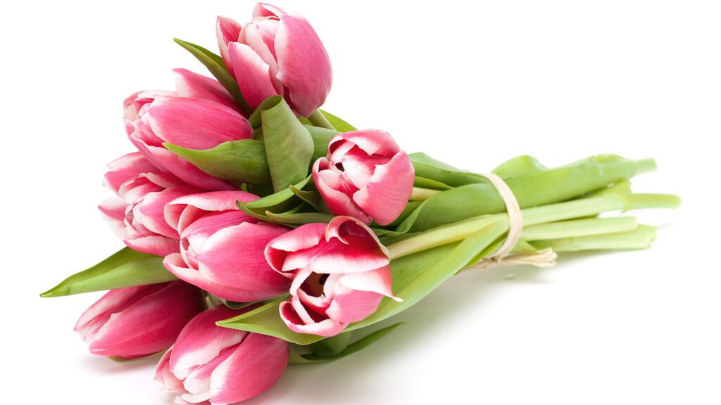 Easing Into Spring: The Season That Reminds Us How to Slow Down and Grow Up