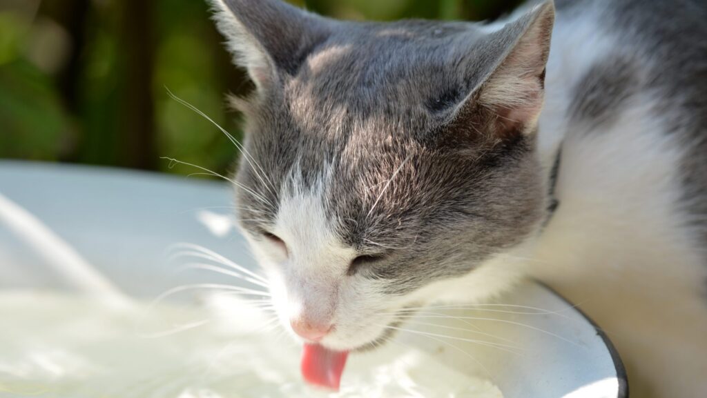 Keeping Cats Hydrated: Why Water Matters More Than You Think