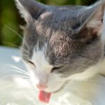 Keeping Cats Hydrated: Why Water Matters More Than You Think