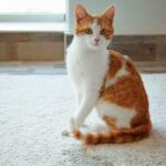 Why Is My Cat Peeing Outside the Litter Box? A Veterinarian’s Guide to Solving a Common Problem