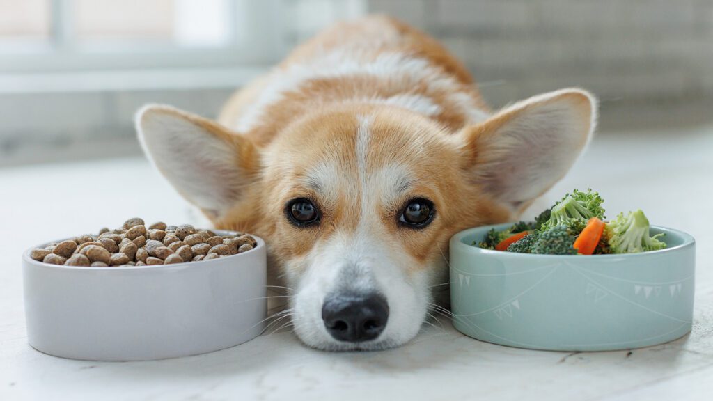 Fresh, Personalized Nutrition for Your Best Friend