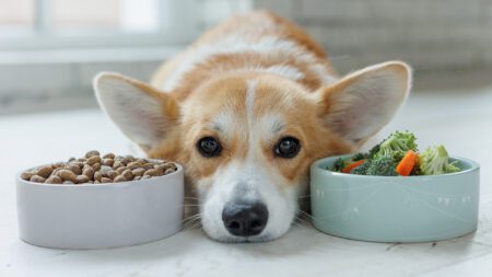 Corgi with dog food and vegetables pet nutrition