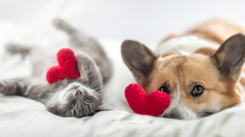 This Valentine’s Day, Show Your Pet Some Love
