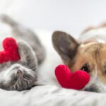 This Valentine’s Day, Show Your Pet Some Love