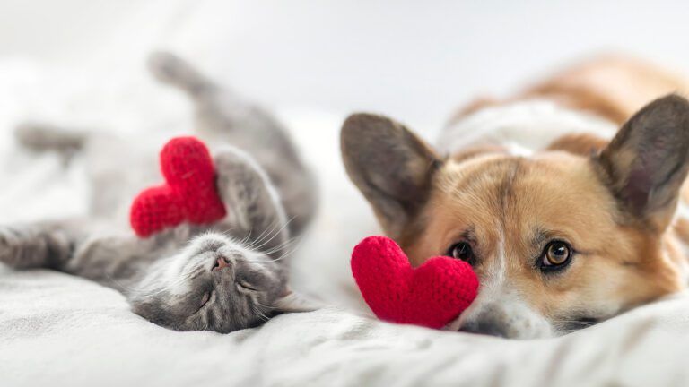 This Valentine’s Day, Show Your Pet Some Love