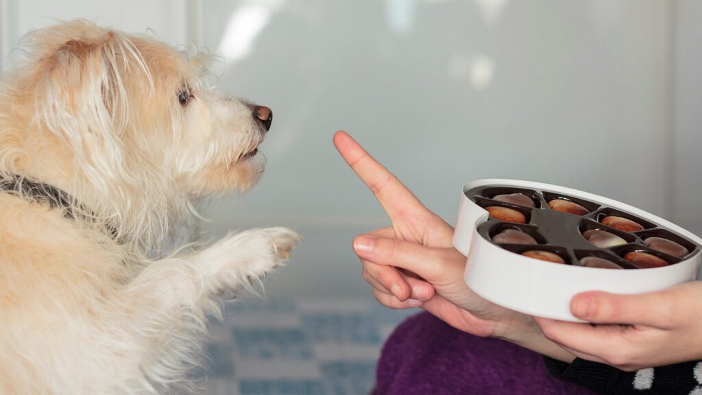 Paws Off! Everyday Toxins That Can Harm Your Pet