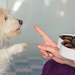 Paws Off! Everyday Toxins That Can Harm Your Pet